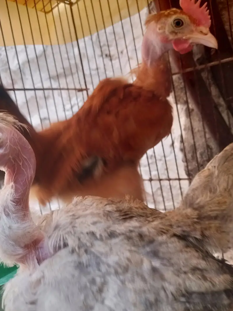 ganji murghi chicks — photo 6