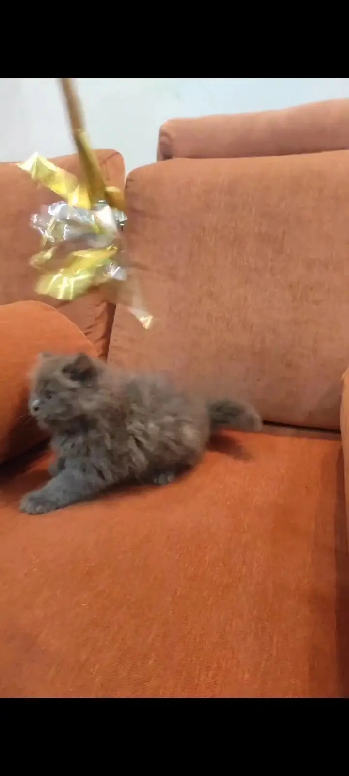 Persian kittens | triple coat | fluffy | 0327//64100//26 — photo 3