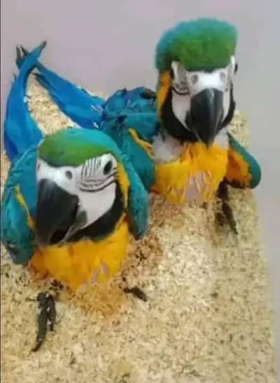 Blue macaw chicks for sale 03282972534