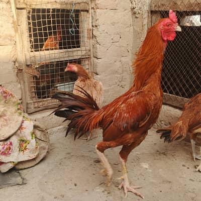 Burmi Speed way farm