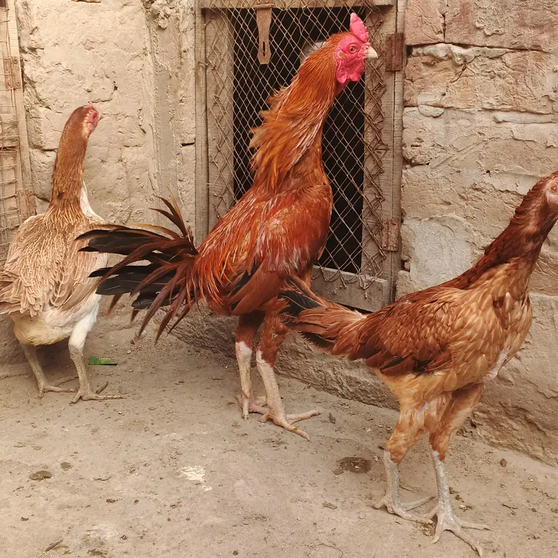 Burmi Speed way farm — photo 2