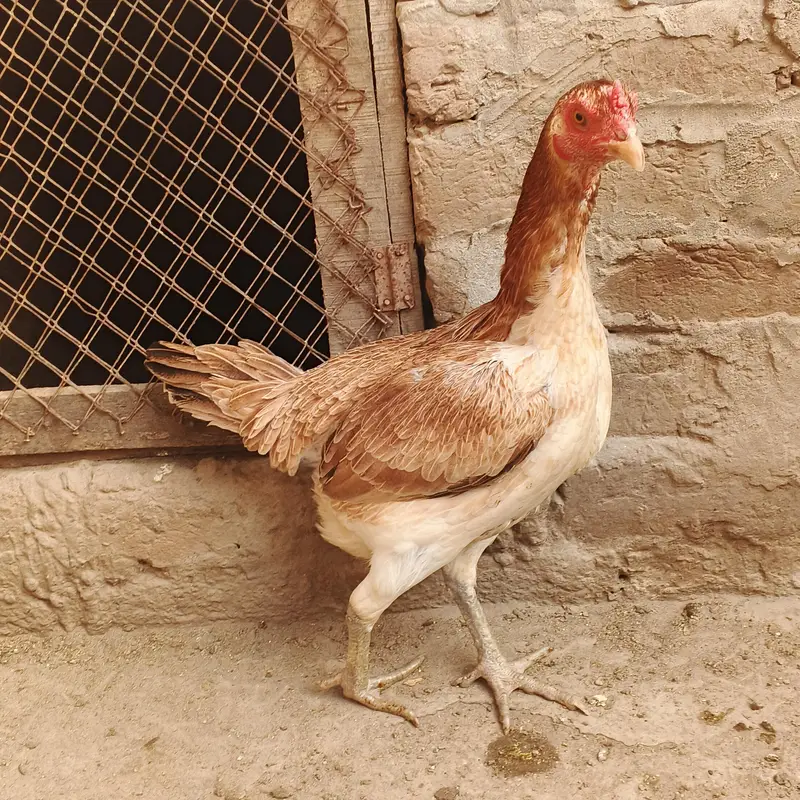Burmi Speed way farm — photo 3