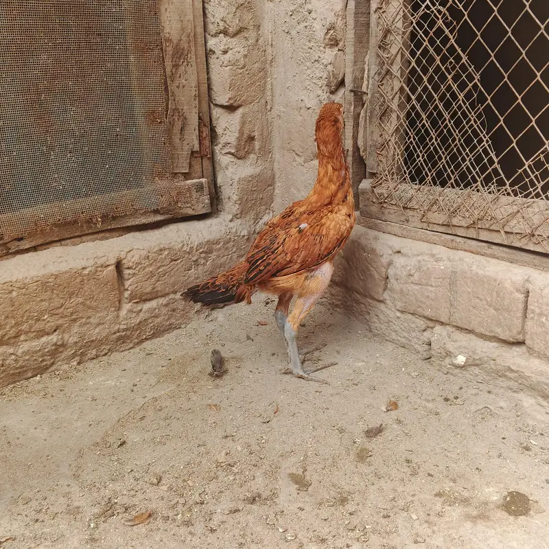 Burmi Speed way farm — photo 7
