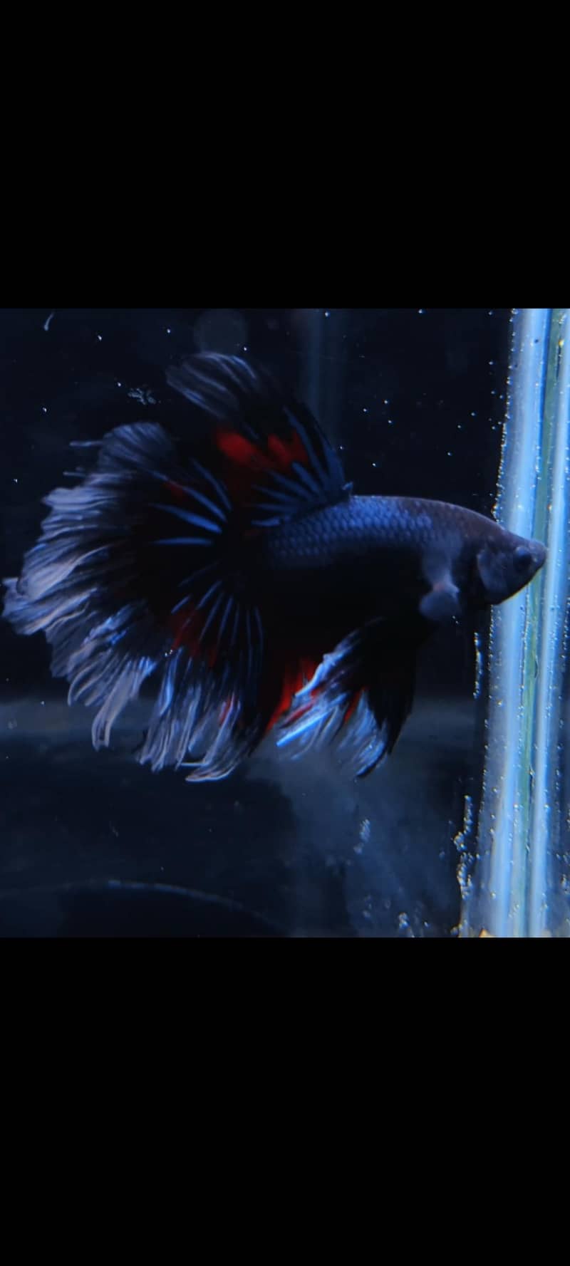 Fancy Betta 0