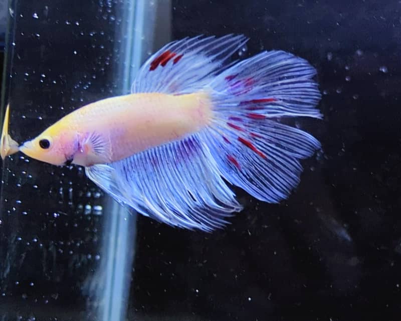 Fancy Betta 1