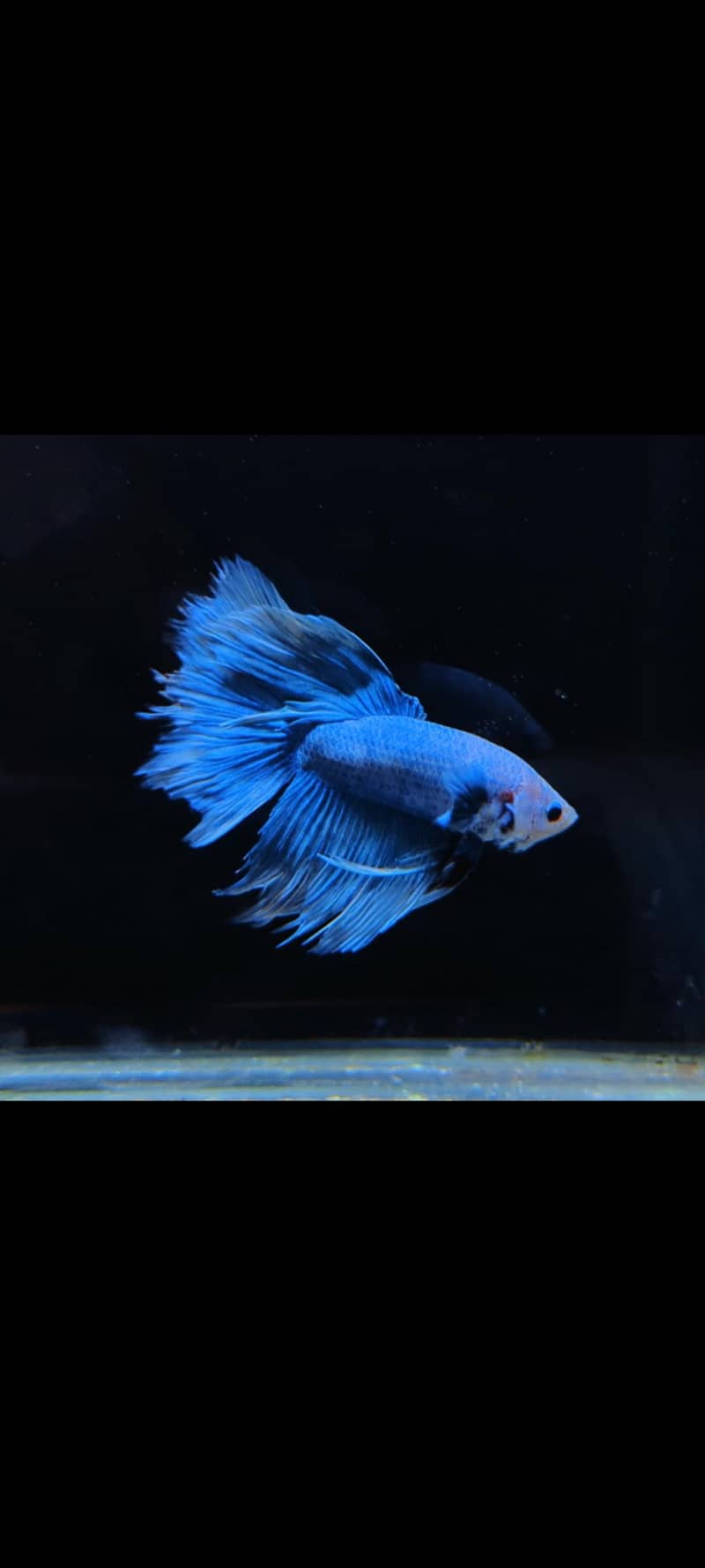 Fancy Betta 3
