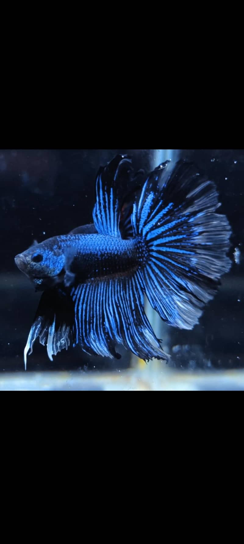 Fancy Betta 4