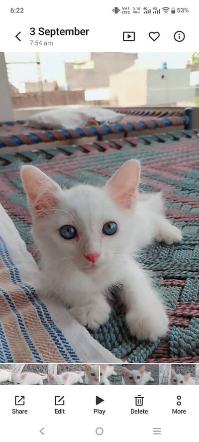 Russian male cat for sale