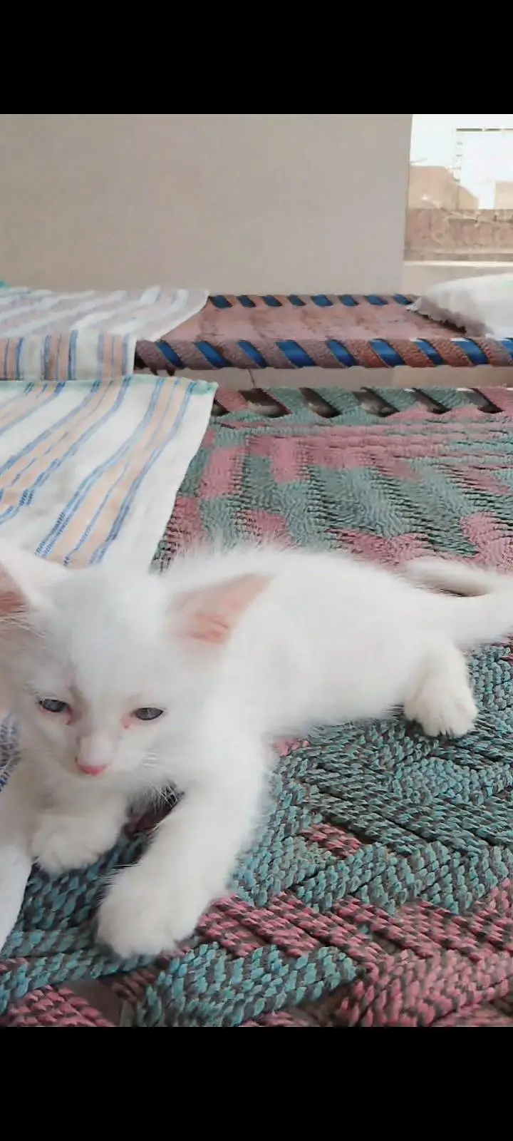 Russian male cat for sale — photo 2