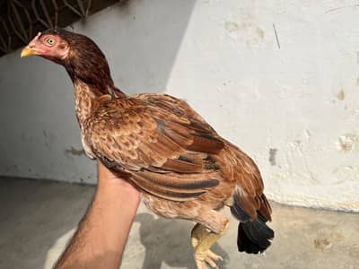 Lakhi aseel murghi