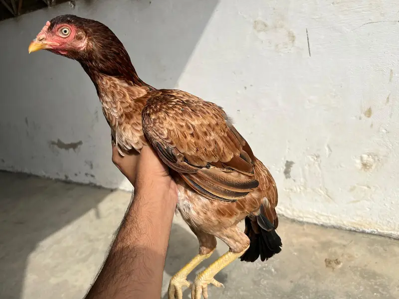 Lakhi aseel murghi — photo 2