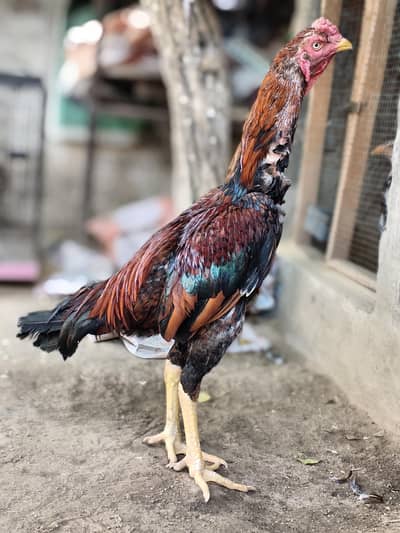 shamo Aseel fiter