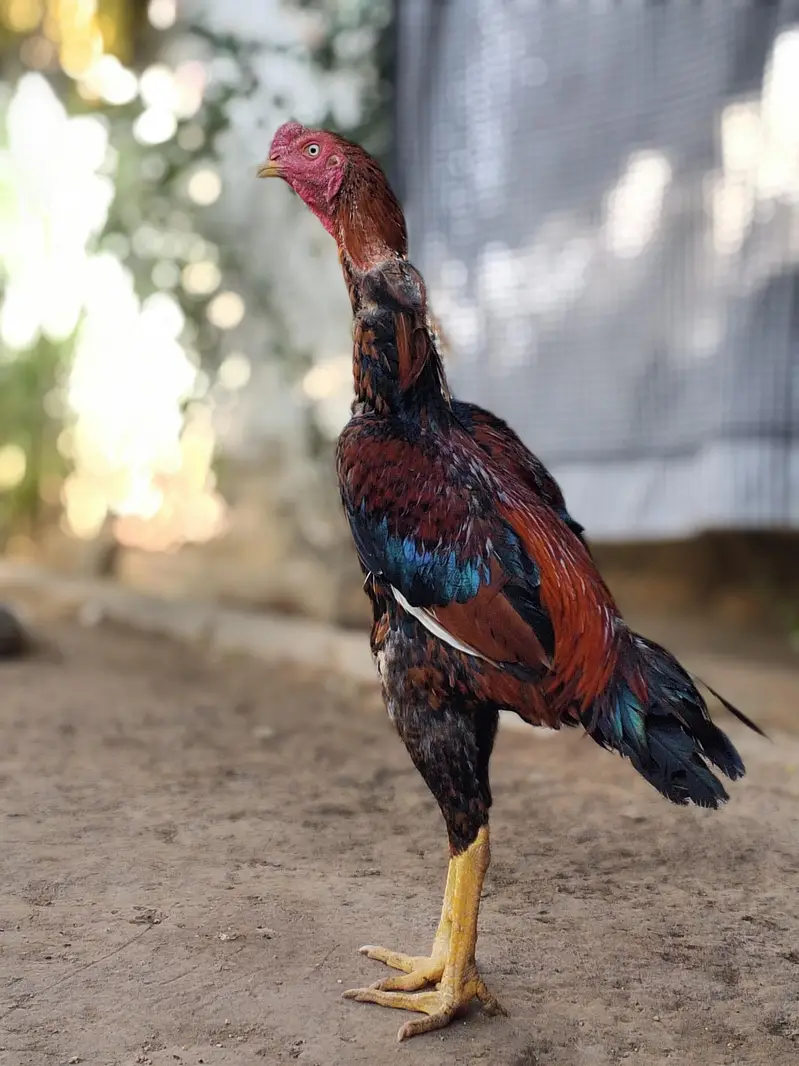 shamo Aseel fiter — photo 4
