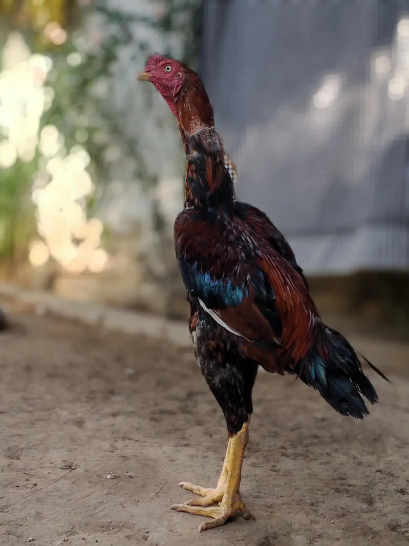 shamo Aseel fiter — photo 5
