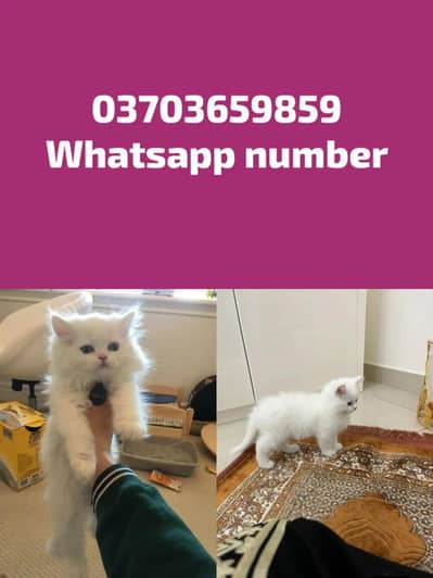 Persian Female kitten for sale