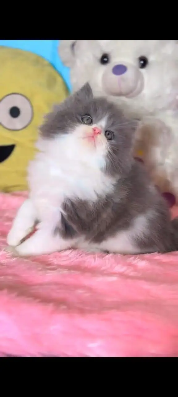 Persian kittens | triple coat | fluffy | 0327//64100//26 — photo 4