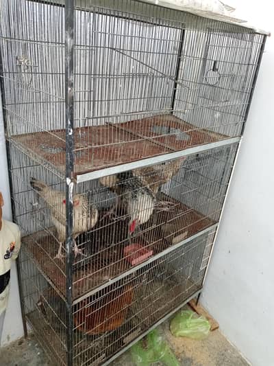 pijraa or murgha murghiya sab Dena hai urgent