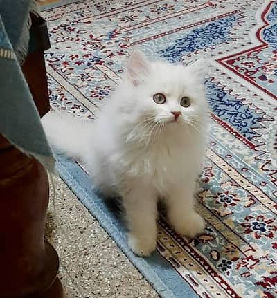 cute persian kitten available  in hyderabad
