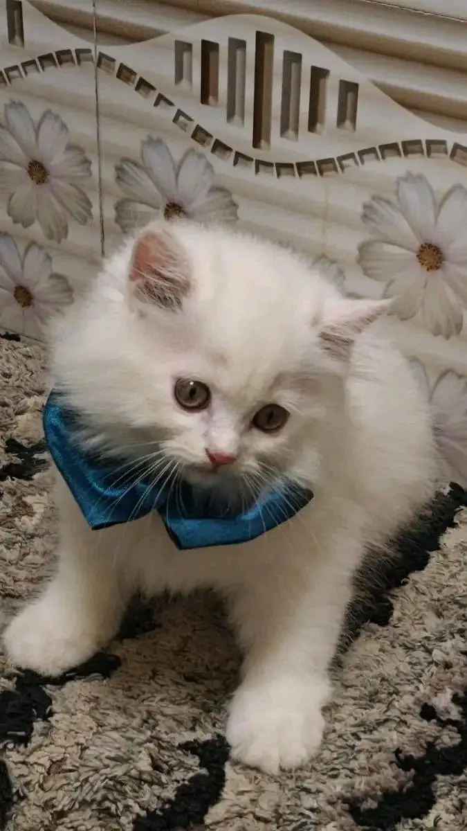 cute persian kitten available  in hyderabad — photo 2