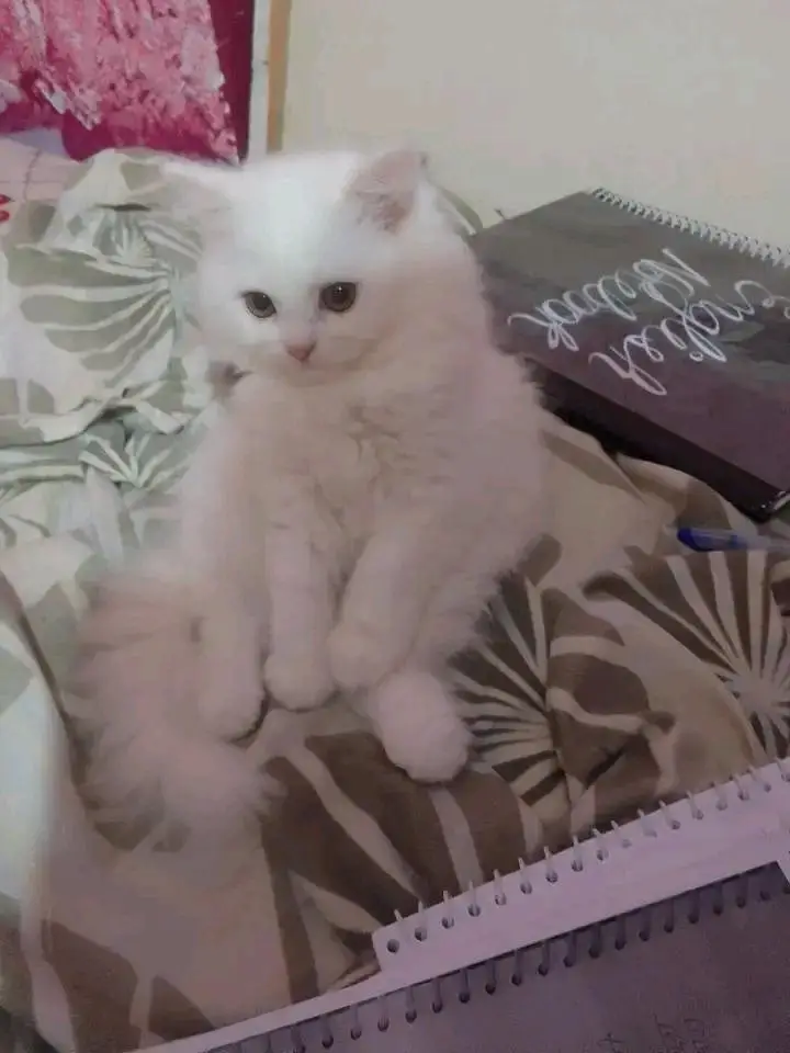 cute persian kitten available  in hyderabad — photo 3