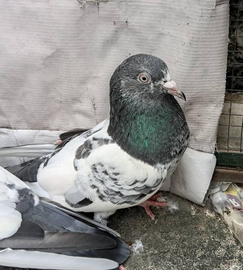 Highfly pigeons 0