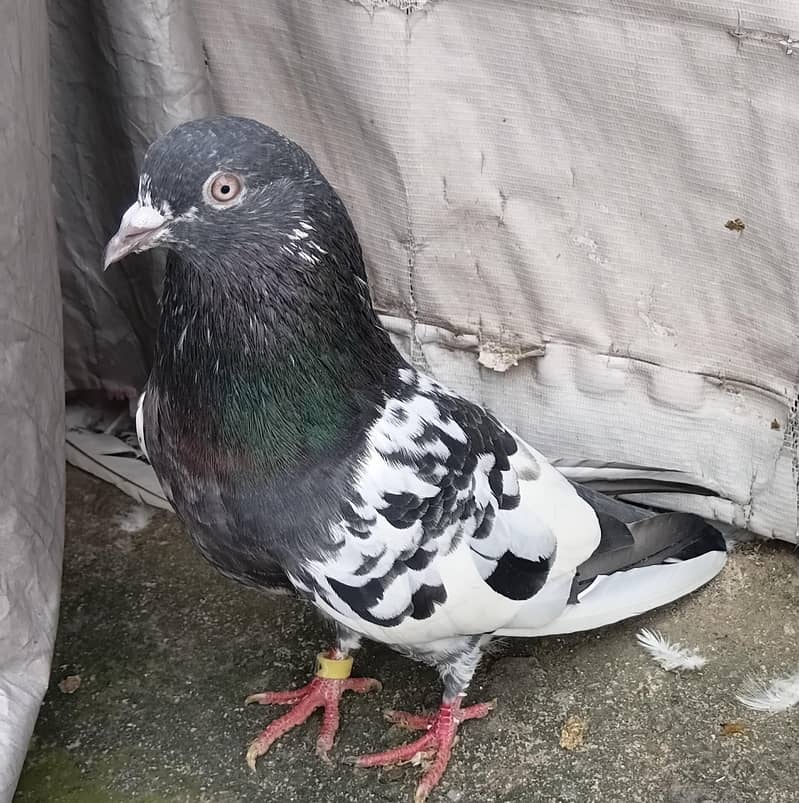 Highfly pigeons 1