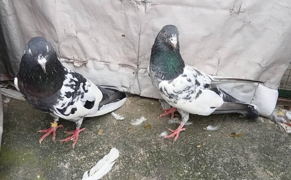 Highfly pigeons 2