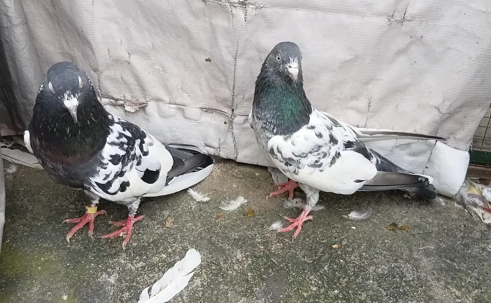 Highfly pigeons — photo 3