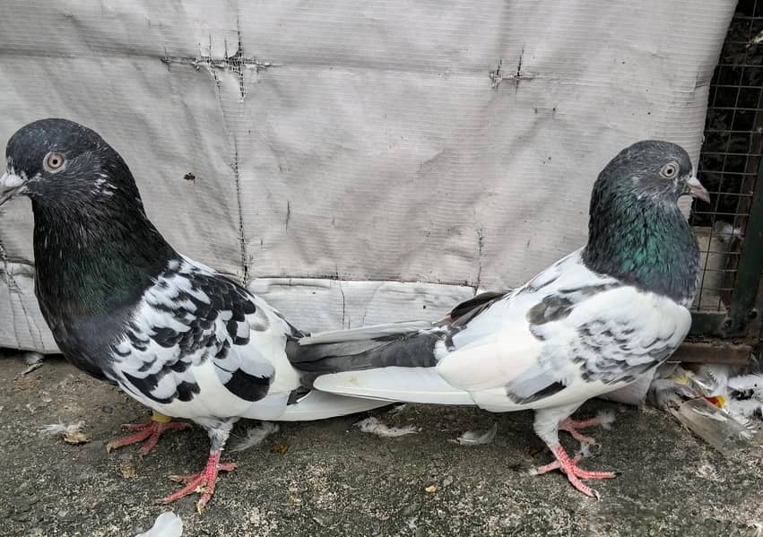Highfly pigeons 3