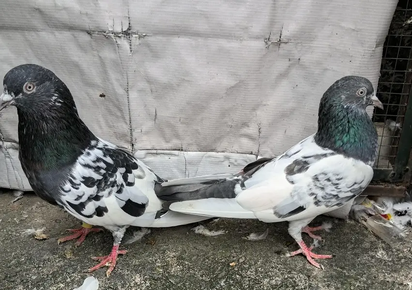 Highfly pigeons — photo 4