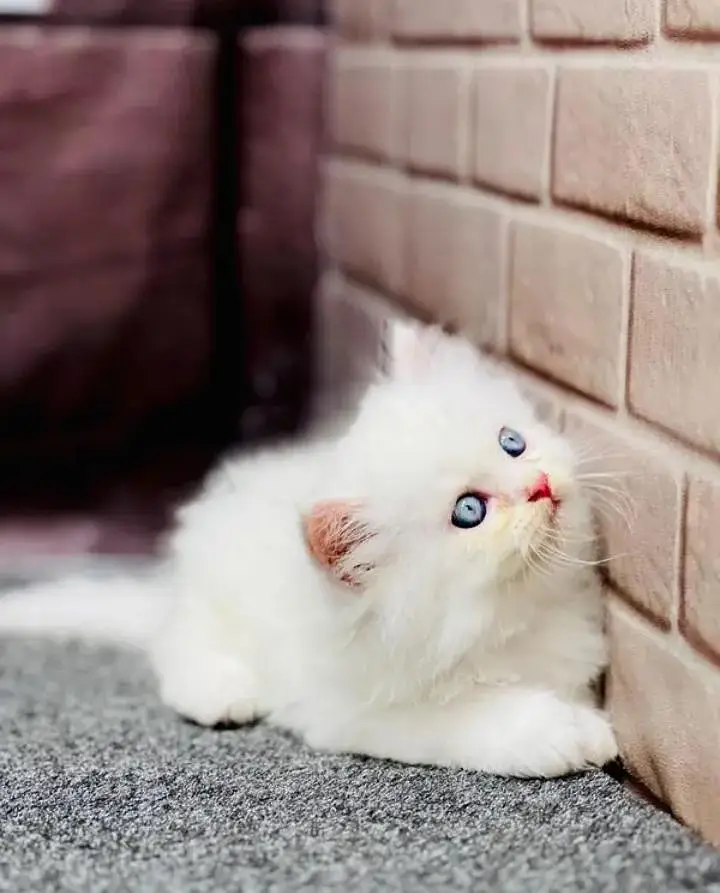 Persian kittens | triple coat | fluffy | 0327//64100//26 — photo 5