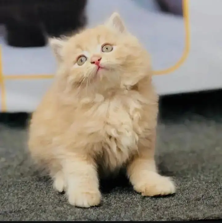 Persian kittens | triple coat | fluffy | 0327//64100//26 — photo 4