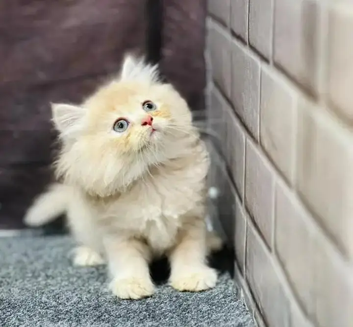 Persian kittens | triple coat | fluffy | 0327//64100//26 — photo 5