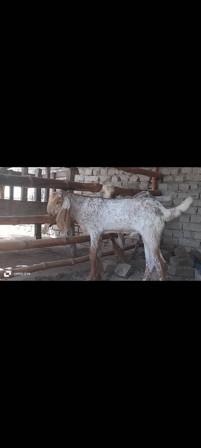 Beautiful white . akhi cheeny breeder bchy fair sale