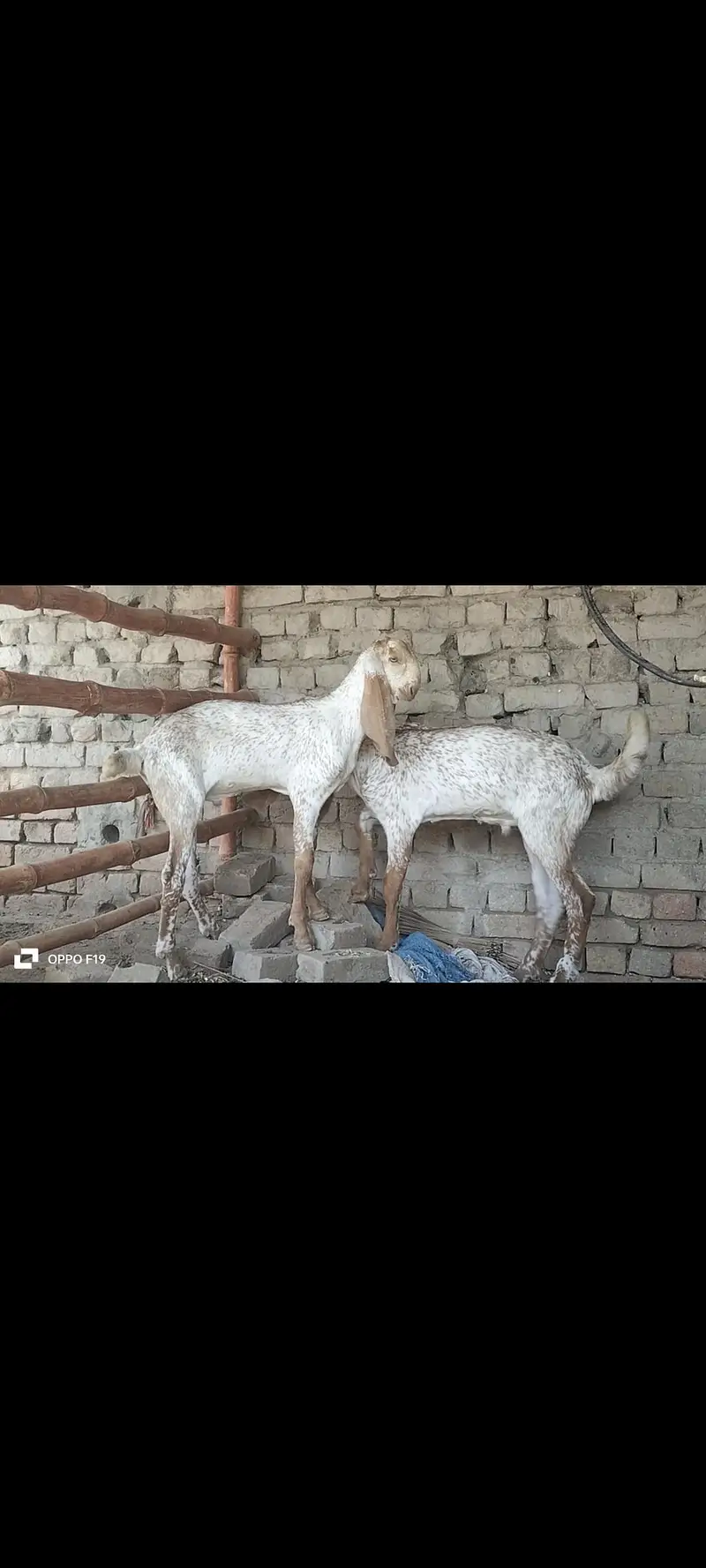 Beautiful white . akhi cheeny breeder bchy fair sale — photo 2