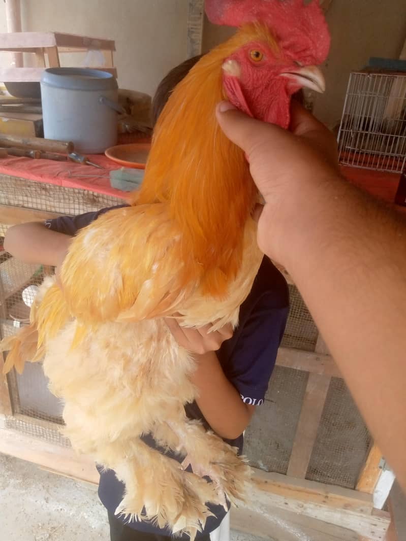 heavy golden buff 3