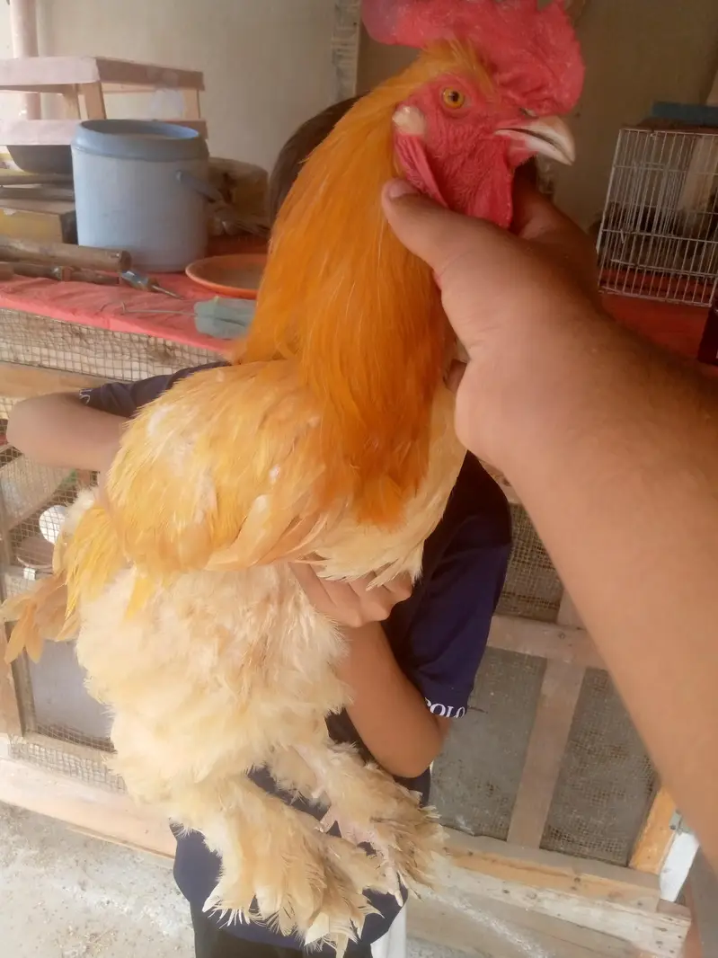 heavy golden buff — photo 4