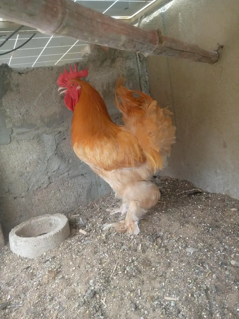 heavy golden buff — photo 8