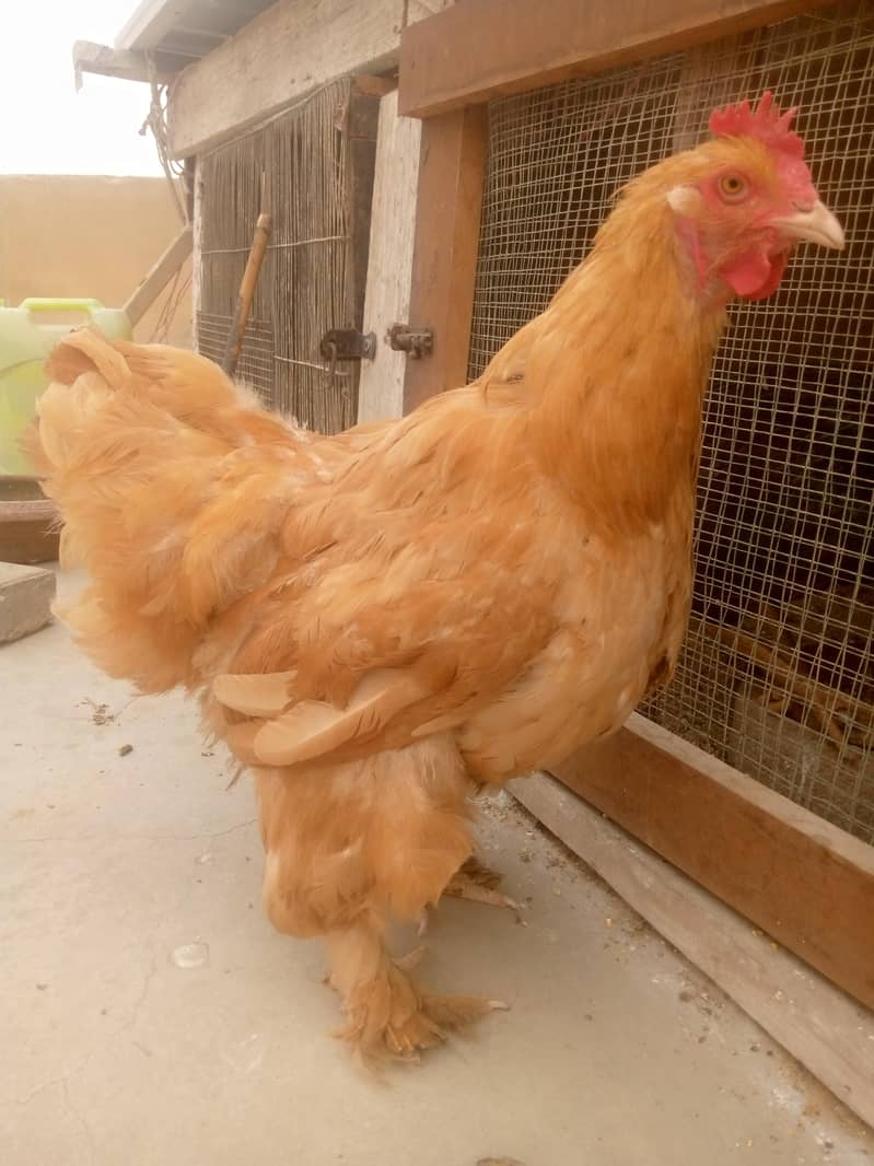 heavy golden buff 8