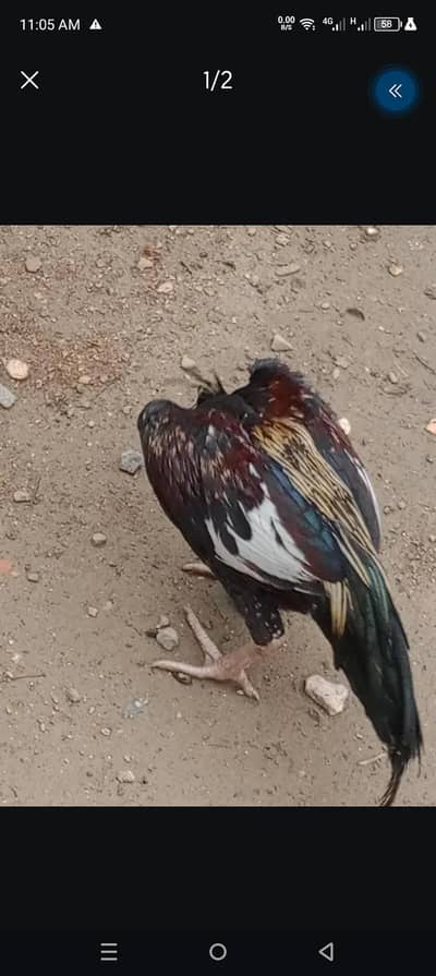 Aseel Patha for sale