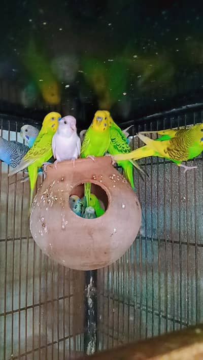 Australian breeder piece's for sale beautiful color