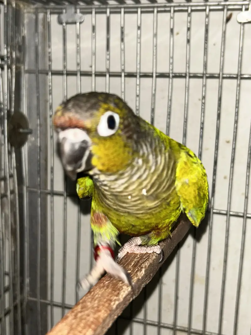 Handtame Pineapple Conure and Green Cheek Conure — photo 3