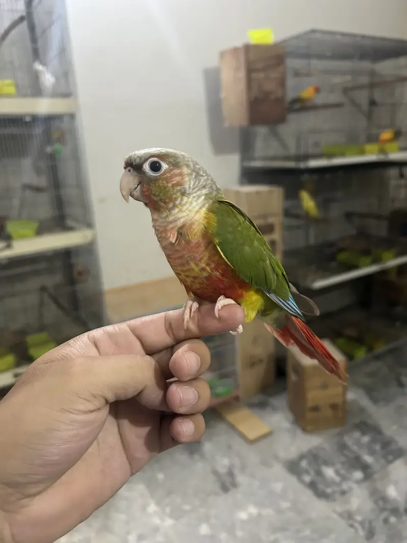 Handtame Pineapple Conure and Green Cheek Conure — photo 2