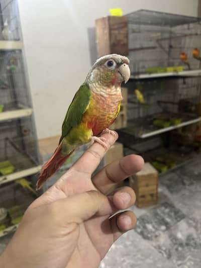 Handtame Pineapple Conure and Green Cheek Conure