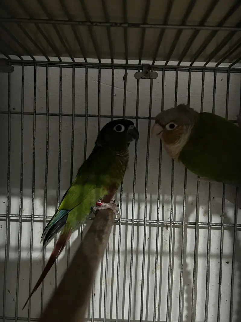 Handtame Pineapple Conure and Green Cheek Conure — photo 4