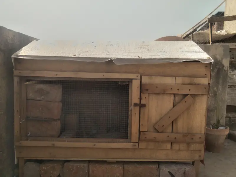 Hens and pegien cages — photo 2