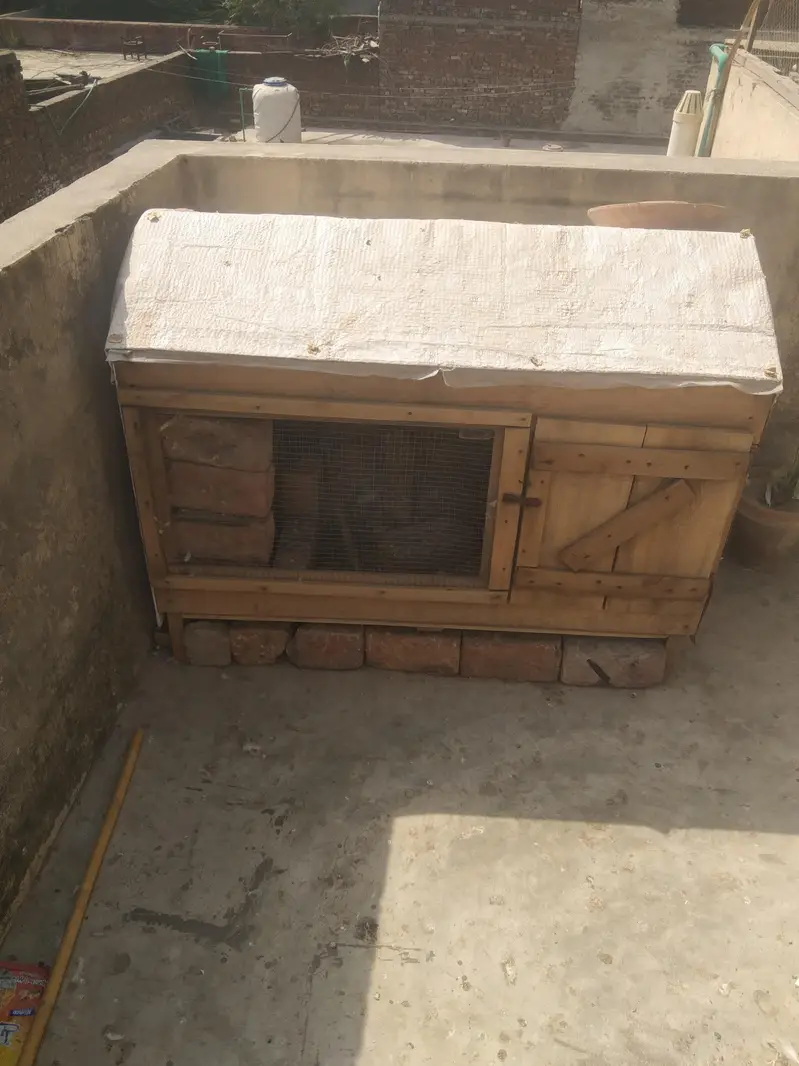 Hens and pegien cages — photo 4