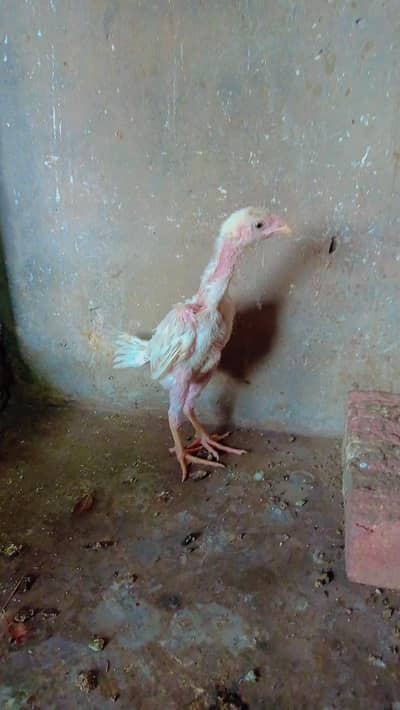 Aseel shamo chik for sale 03124499315 cntct nmb