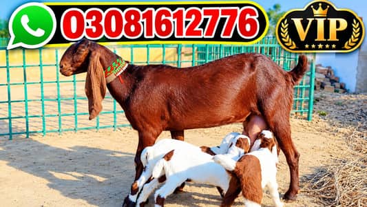 3 Bacchon Ka Sath Desi Bakri For Sale