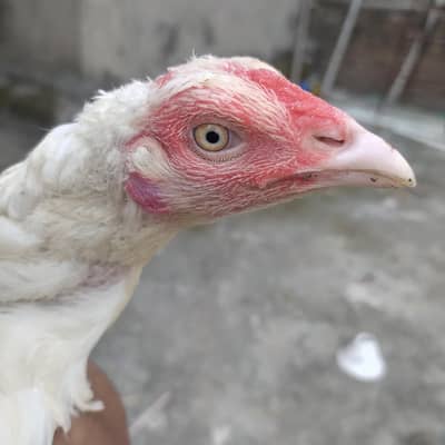 Hera Aseel female